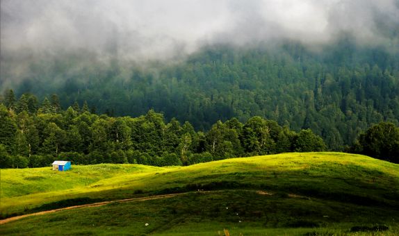 Ormanı Gençleştirme Yangınların Etkisini Azaltıyor Ormanı Gençleştirme Yangınların Etkisini Azaltıyor