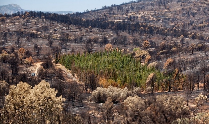 Ağaçlar Orman Yangını Riskini Nasıl Azaltır?