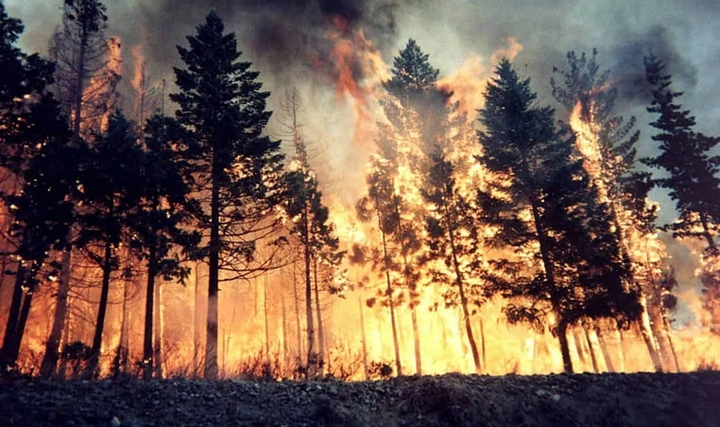 EMO'dan Uyarı: Orman Yangınlarında Elektrik Hattı İhmali Göz Ardı Edilmemeli