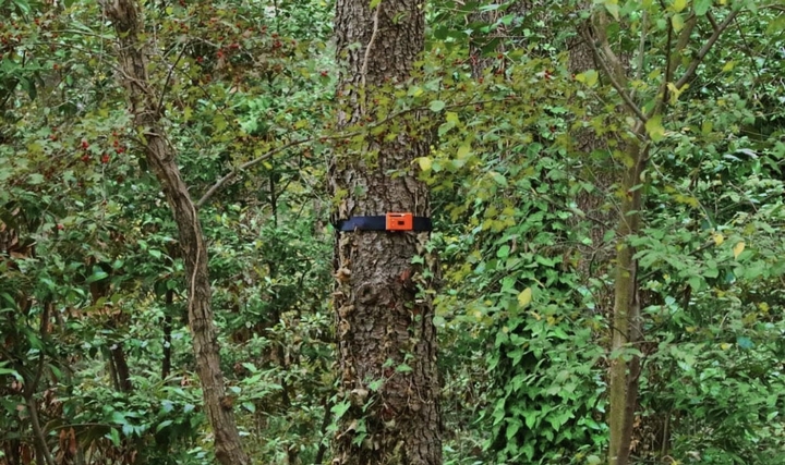 Türkiye'de Her Yıl Ortalama 2.793 Orman Yangını Meydana Geliyor