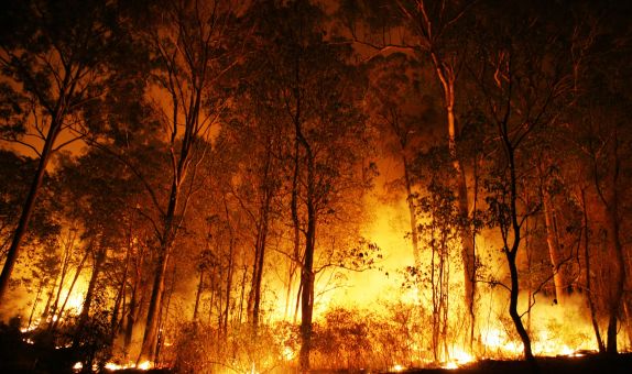 Türkiye'de Yanan Orman Alanlarının %98'i İnsan Kaynaklı