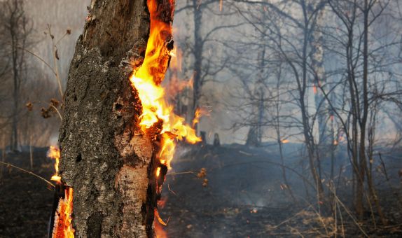 TEMA Orman Yangınlarına Karşı Uyarıyor